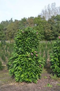Magnolia 'Susan' 175-200 cm met kluit solitair