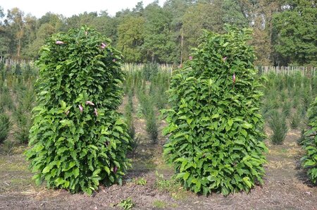 Magnolia 'Susan' 175-200 cm met kluit solitair - afbeelding 2