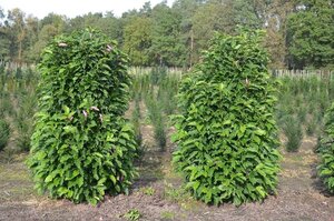 Magnolia 'Susan' 175-200 cm met kluit solitair - afbeelding 2
