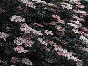 Sambucus nigra Black Lace 125-150 cm met kluit - afbeelding 1