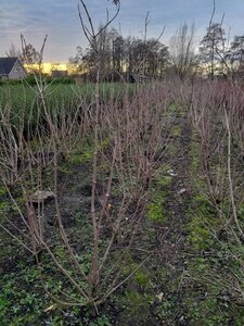 Sambucus nigra Black Lace 175-200 cm met kluit