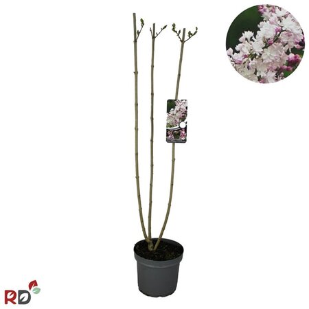 Syringa v. Beauty of Moscow 100-125 cm cont. 7,5L