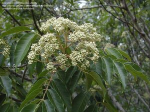 Tetradium daniellii = Euodia hupehensis  80-100 cm cont. 5,0L
