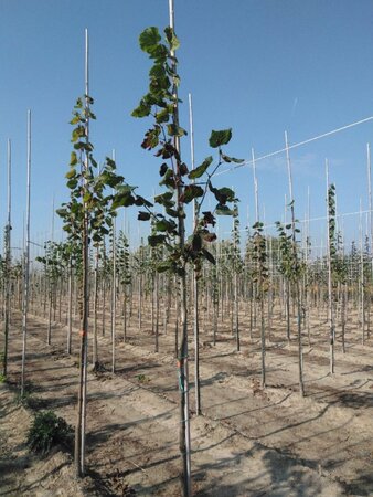 Tilia platyphyllos 6-8 Hoogstam wortelgoed - afbeelding 2