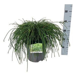 Tilia platyphyllos 6-8 Hoogstam wortelgoed - afbeelding 5