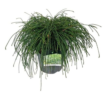 Tilia platyphyllos 6-8 Hoogstam wortelgoed - afbeelding 6