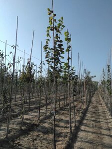 Tilia platyphyllos 6-8 Hoogstam wortelgoed - afbeelding 3