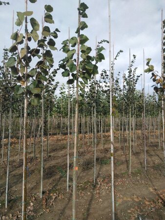 Tilia platyphyllos 6-8 Hoogstam wortelgoed - afbeelding 3