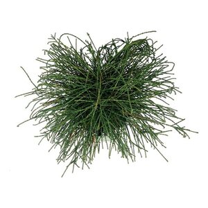 Tilia platyphyllos 6-8 Hoogstam wortelgoed - afbeelding 9