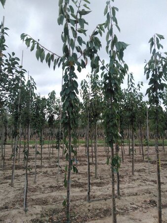 Prunus a. 'Kordia' 6-8 Hoogstam wortelgoed - afbeelding 2