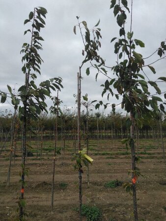 Prunus a. 'Kordia' 6-8 Hoogstam wortelgoed - afbeelding 3