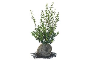 Osmanthus burkwoodii 60-80 cm met kluit - afbeelding 8