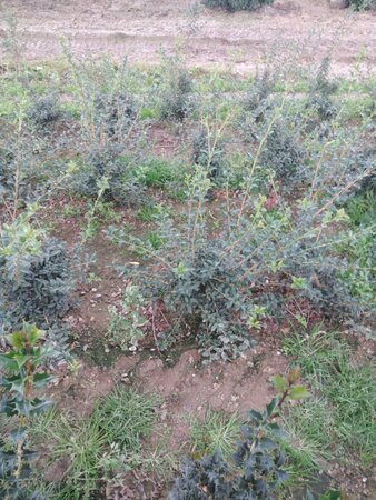 Osmanthus burkwoodii 60-80 cm met kluit - afbeelding 5