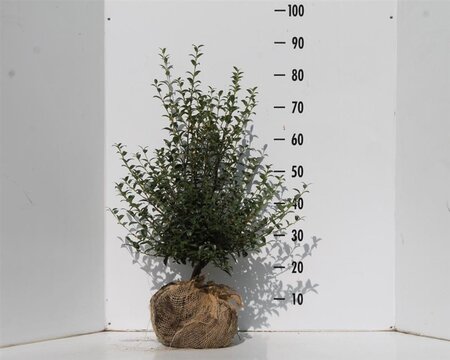 Osmanthus burkwoodii 60-80 cm met kluit - afbeelding 6