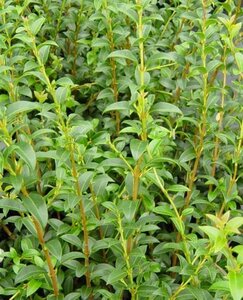 Osmanthus burkwoodii 60-80 cm met kluit - afbeelding 7