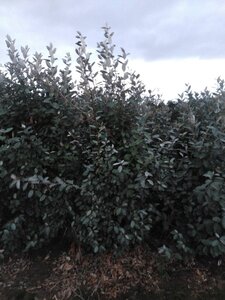 Elaeagnus ebbingei 175-200 cm RB - image 4