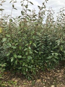 Elaeagnus ebbingei 175-200 cm RB - image 3