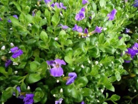 Aubrieta gr. 'Kitte' geen maat specificatie 0,55L/P9cm - afbeelding 2