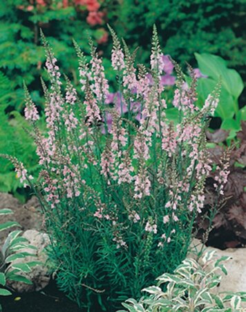 Linaria purpurea 'Canon J. Went' geen maat specificatie 0,55L/P9cm - afbeelding 1