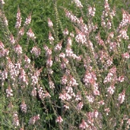Linaria purpurea 'Canon J. Went' geen maat specificatie 0,55L/P9cm - afbeelding 2