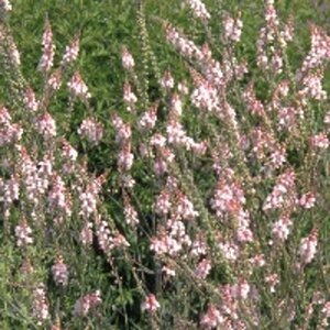 Linaria purpurea 'Canon J. Went' geen maat specificatie 0,55L/P9cm - afbeelding 2