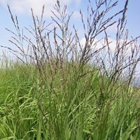 Molinia arund. 'Skyracer' geen maat specificatie 0,55L/P9cm - afbeelding 3