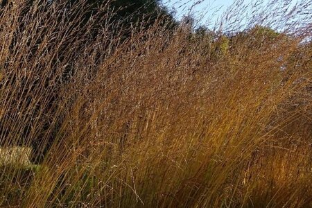 Molinia arund. 'Skyracer' geen maat specificatie 0,55L/P9cm
