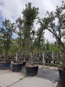 Quercus suber 300-350 cm draadkluit meerstammig