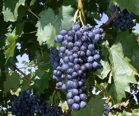Vitis 'Venus' BLAUW pitloos geen maat specificatie cont. 1,5L - afbeelding 1