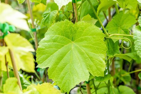 Vitis 'Venus' BLAUW pitloos geen maat specificatie cont. 1,5L - afbeelding 2