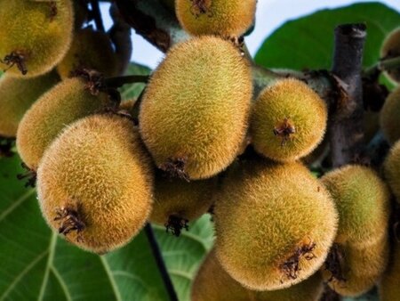 Actinidia deliciosa 'Atlas' ♂ 70 cm vierkant 2L - afbeelding 2