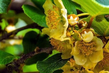 Actinidia deliciosa 'Atlas' ♂ 70 cm vierkant 2L - afbeelding 3