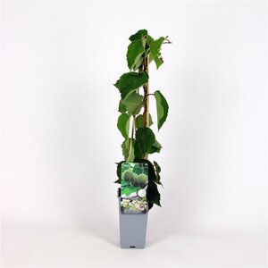 Actinidia deliciosa 'Hayward' ♀ 70 cm vierkant 2L - image 2