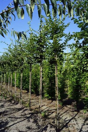 Carpinus bet. 'Lucas' 12-14 Hoogstam draadkluit 2 X verplant - afbeelding 4