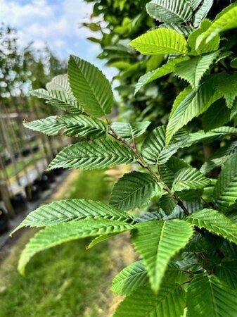 Carpinus bet. 'Lucas' 12-14 Hoogstam draadkluit 2 X verplant - afbeelding 6