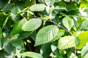 Carpinus bet. 'Lucas' 12-14 Hoogstam draadkluit 2 X verplant - afbeelding 3