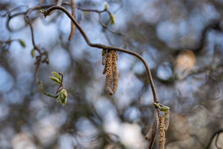 Corylus a. 'Contorta' 80-100 cm cont. 10L - afbeelding 1
