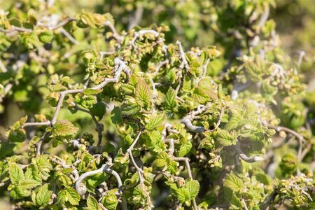 Corylus a. 'Contorta' 80-100 cm cont. 10L - afbeelding 2