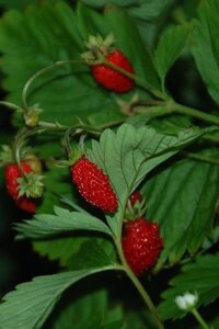 Fragaria v. 'Alexandria' geen maat specificatie 0,55L/P9cm