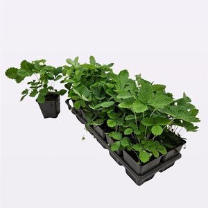 Fragaria v. 'Alexandria' geen maat specificatie 0,55L/P9cm - afbeelding 3