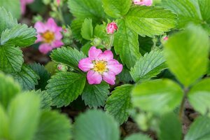 Fragaria v. 'Alexandria' geen maat specificatie 0,55L/P9cm - afbeelding 2