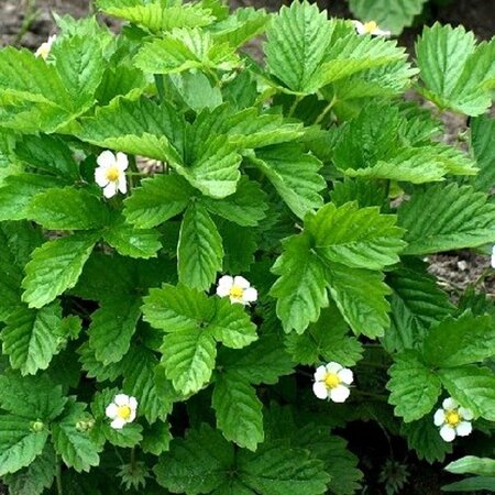 Fragaria v. 'Alexandria' geen maat specificatie 0,55L/P9cm - afbeelding 3