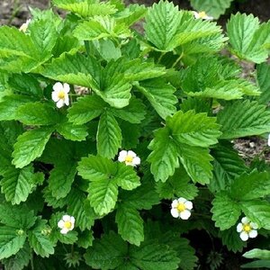 Fragaria v. 'Alexandria' geen maat specificatie 0,55L/P9cm - afbeelding 3