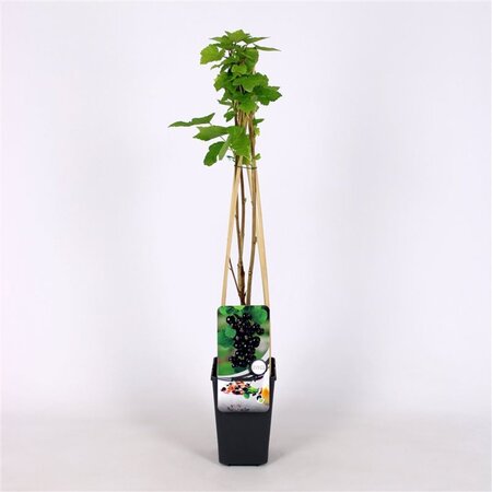 Ribes nigrum 70 cm vierkant 2L - afbeelding 2