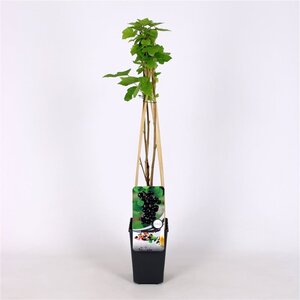 Ribes nigrum 70 cm vierkant 2L - afbeelding 2