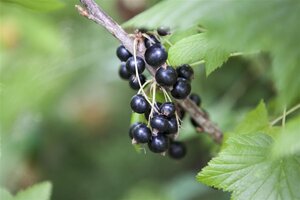 Ribes nigrum 70 cm vierkant 2L