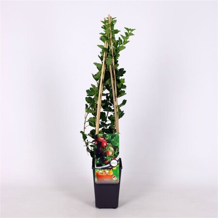 Ribes u.-c. Hinnonmäki Röd 70 cm vierkant 2L