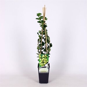 Ribes u.-c. 'Invicta' WIT 70 cm vierkant 2L
