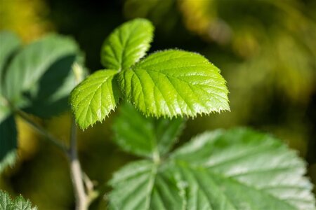 Rubus fruticosus 70 cm vierkant 2L - afbeelding 2