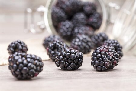 Rubus fruticosus 70 cm vierkant 2L - afbeelding 3